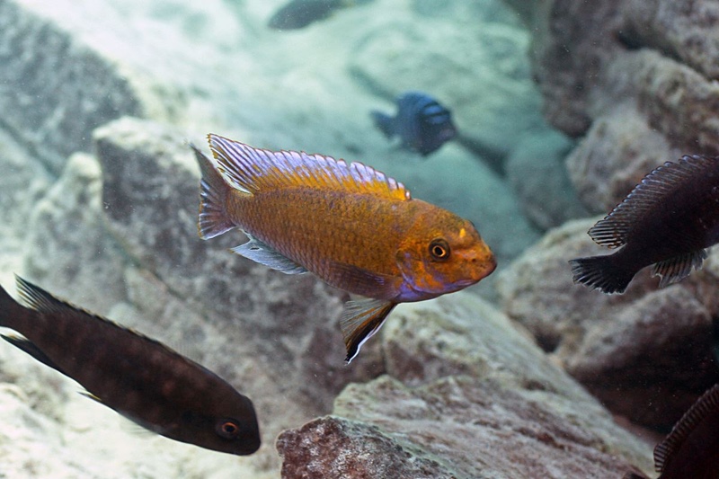 Labeotropheus trewavasae 'Gome'